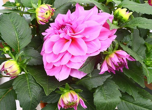 大丽花花黄叶干叶要怎么处理（叶子干枯焦叶怎么回事）