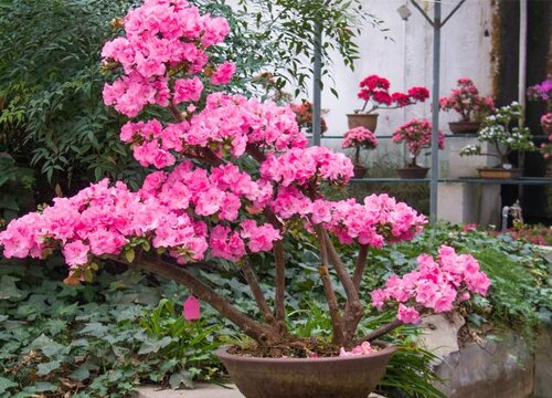 杜鹃花如何养护植株壮
