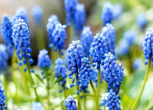 冬天开放的花有什么花图片 常见冬季开花的花卉植物