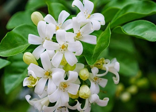 九里香有公母之分吗 不开花和公母有关系吗