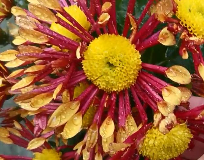 菊花长什么样子