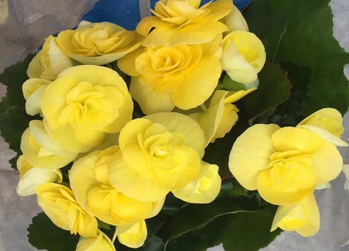 玫瑰海棠夏天如何养护花开不断