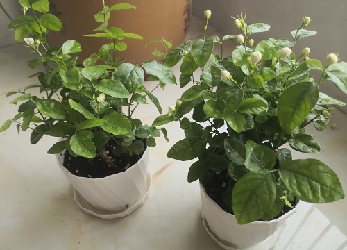 养殖茉莉花的注意事项（盆栽茉莉花养护要点与小技巧）