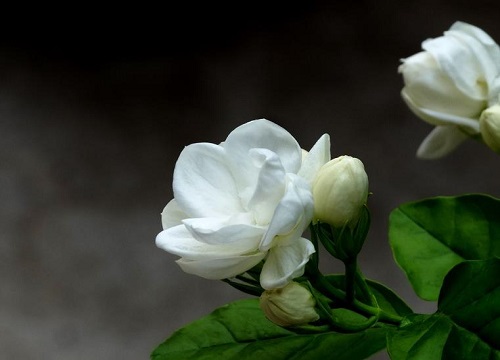 茉莉花为什么不开花