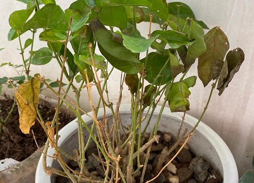 茉莉花叶子发黄是什么原因造成的（大量黄叶子是什么问题）