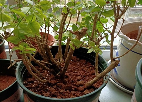 茉莉花叶子上有小白虫怎么办 茉莉生白虫会飞如何处理