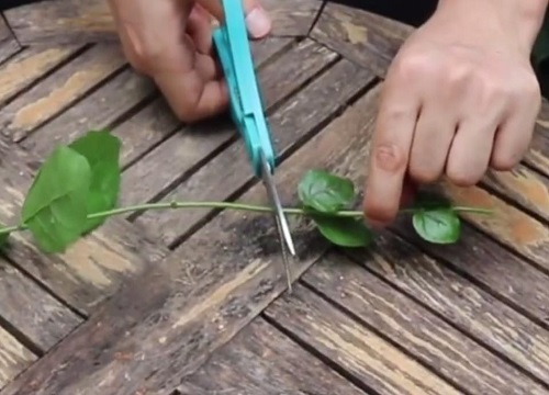 茉莉花修剪方法及冬季管理技巧