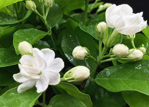 茉莉花修剪需要注意的事项