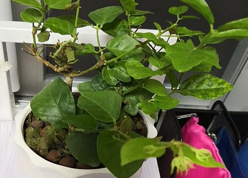 茉莉花花后如何修剪下一波花越多