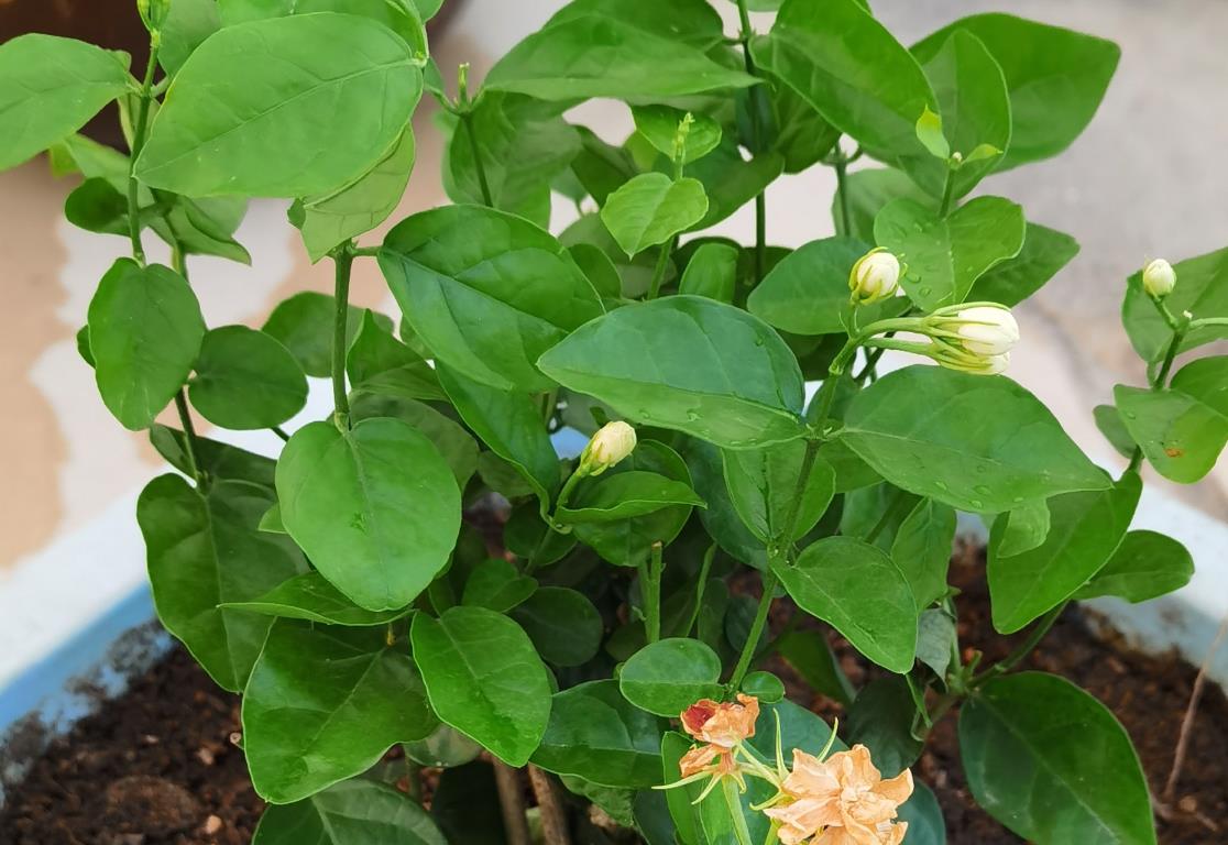 茉莉花如何扦插根系粗壮