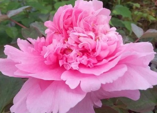牡丹花(42)