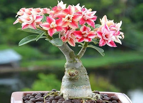 沙漠玫瑰只生长不开花是什么原因