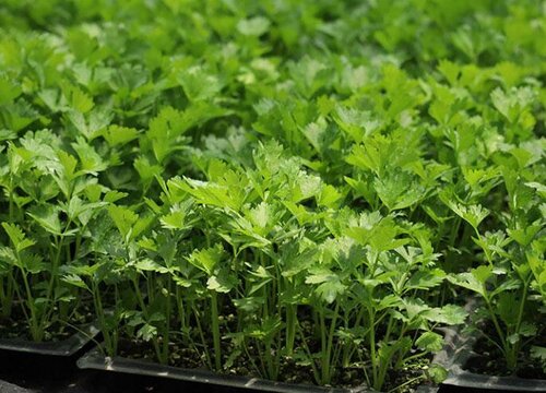 欧芹和香菜的区别