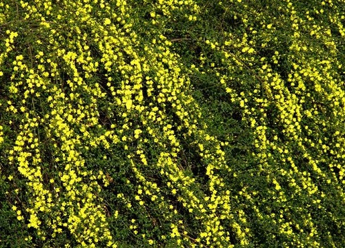 迎春花和连翘花的区别