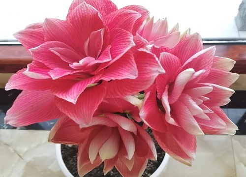 为什么朱顶红长叶不开花（买回来的朱顶红怎么栽种会开花）