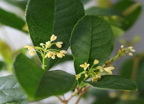 桂花水培生根最快方法  桂花水培多久生根