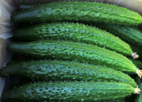 夏季蔬菜有哪些 夏季时令蔬菜品种大全（图）