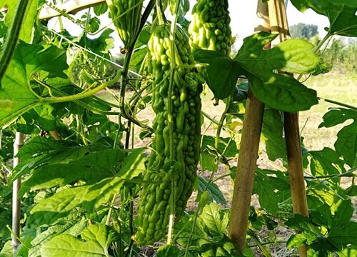 苦瓜怎样种植才能高产（露天苦瓜提高产量的管理技术）