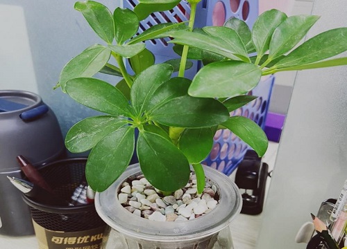 鸭掌木如何养护生长旺盛