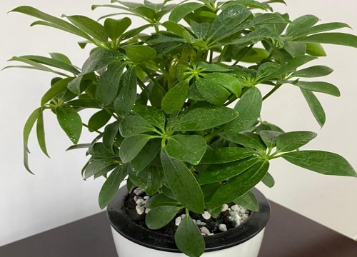 如何正确的给鸭掌木施肥
