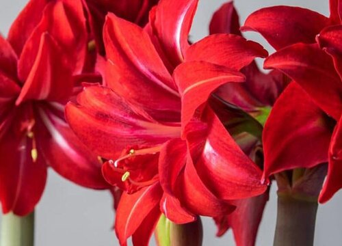 夏天如何养护朱顶红叶片油绿开花多