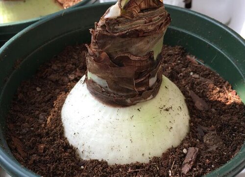 朱顶红种球如何栽种