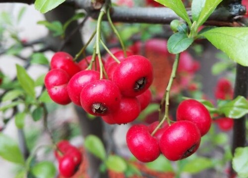 教大家怎么来给吉祥果修剪