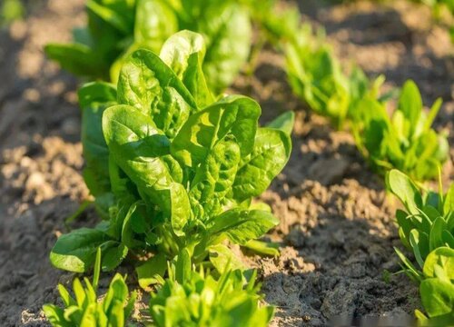 菠菜什么时候种最合适 怎么种菠菜比较容易出苗