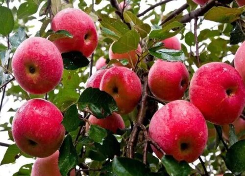 苹果树拉枝的作用（幼树苹果树什么时候拉枝最好）
