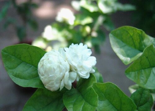 夏季养护茉莉花如何及时防治虫害