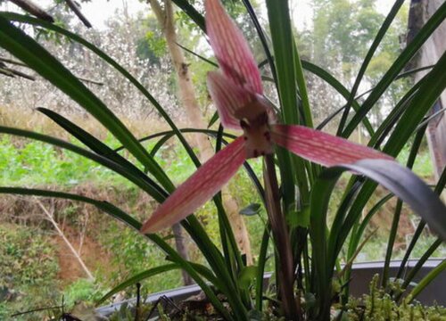 给兰花浇水需要把握哪些要点