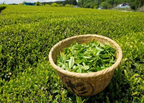 绿茶品种有哪些