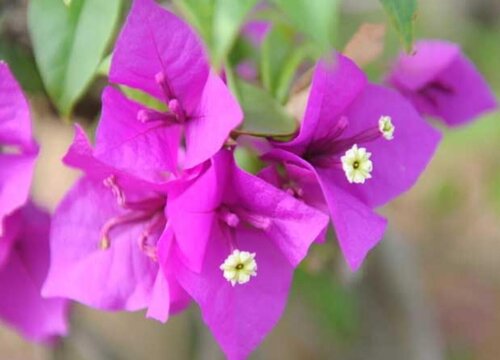 高温季节给三角梅换盆需要注意什么