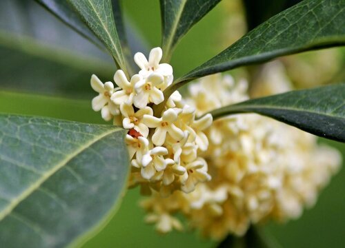 桂花一共有几种颜色 分别是什么颜色、形状、香味特点