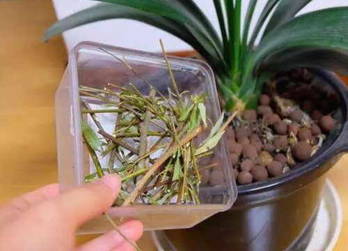柳树枝浸泡水怎么养护绿植根系发达