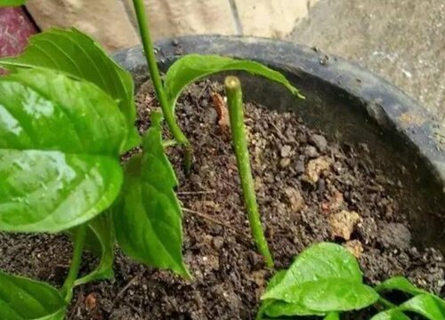 菊花如何扦插繁殖容易爆盆