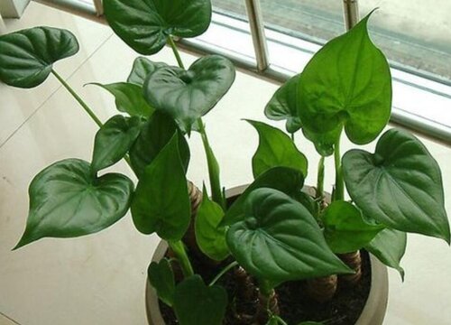 夏季如何养殖滴水观音叶片绿油油