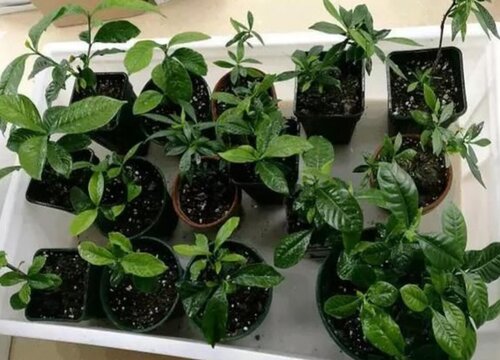 罗汉栀子如何水培插枝