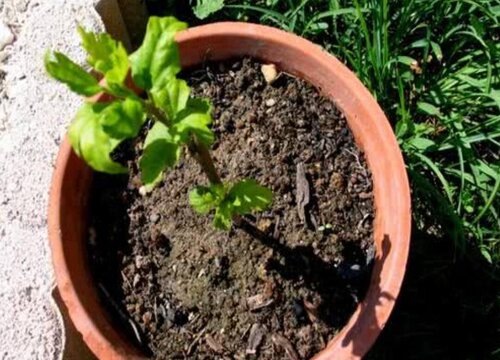 迎春花什么时候换盆最好（迎春花最佳移栽换花盆时间）