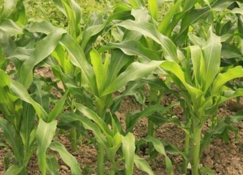 玉米控旺剂可以和尿素混合吗（玉米控旺加叶面肥可以吗）