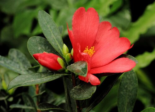 室内怎么养茶花避免叶片掉光