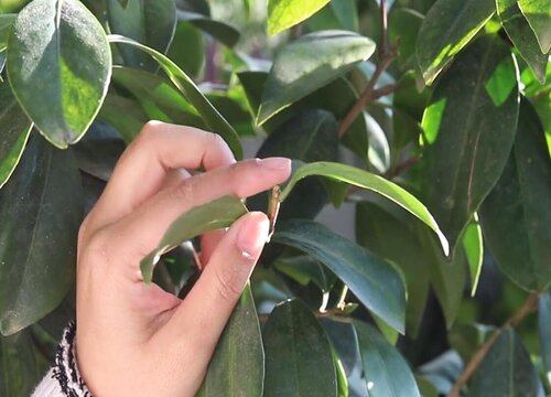 茶花新长出来的叶子发黄是怎么回事（黄叶原因和解决方法）