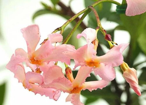 风车茉莉有毒为什么还养 家养茉莉日常养护注意事项