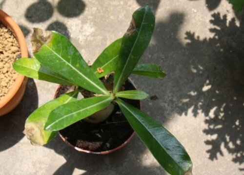 沙漠玫瑰长势不好该怎么解决