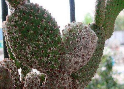 花卉遇到蚧壳虫该如何防治