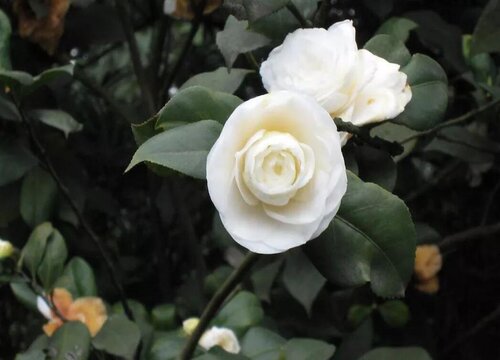 茶花孕蕾后如何养护漂亮