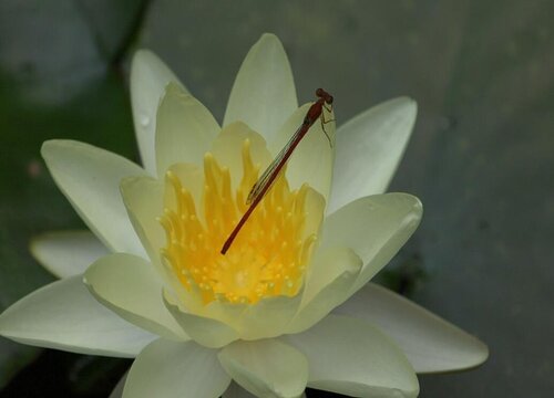 莲花代表什么象征意义  代表什么寓意与含义