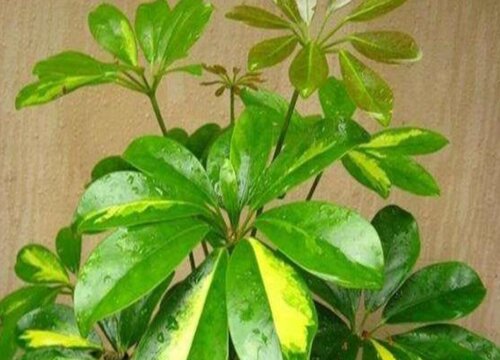 室内鸭掌木怎么养一年四季绿油油
