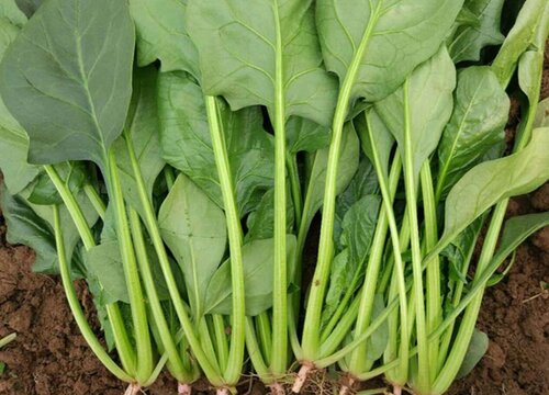 菠菜怎么施肥长得快（种植菠菜需要什么肥料）