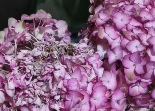 绣球花变成了黑色如何挽救